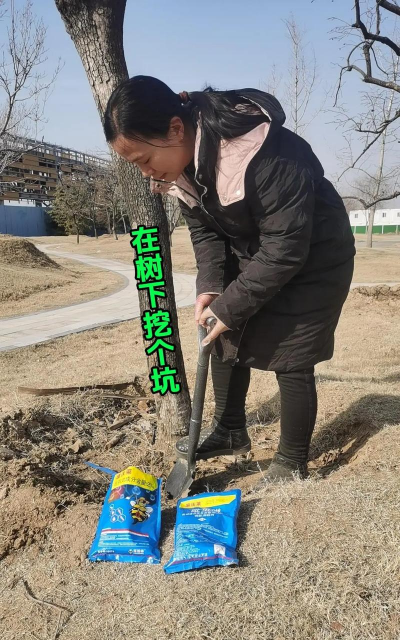 柿子树七八月份怎么管理 柿子树七八月份怎么管理