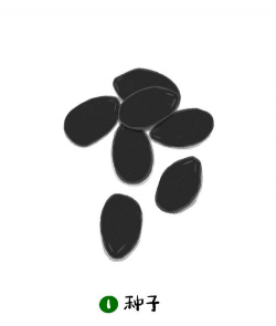 丝瓜种怎么种植 丝瓜种怎么种植