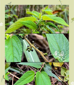 山麻怎么种植 山麻怎么种植