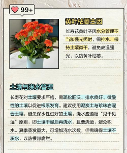 长寿花叶心枯萎是什么病 长寿花叶心枯萎是什么病