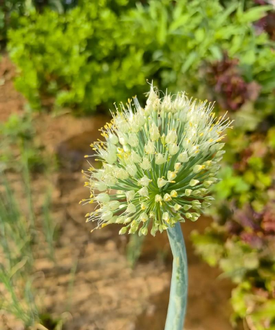 冬月有哪些花蔬菜 冬月有哪些花蔬菜