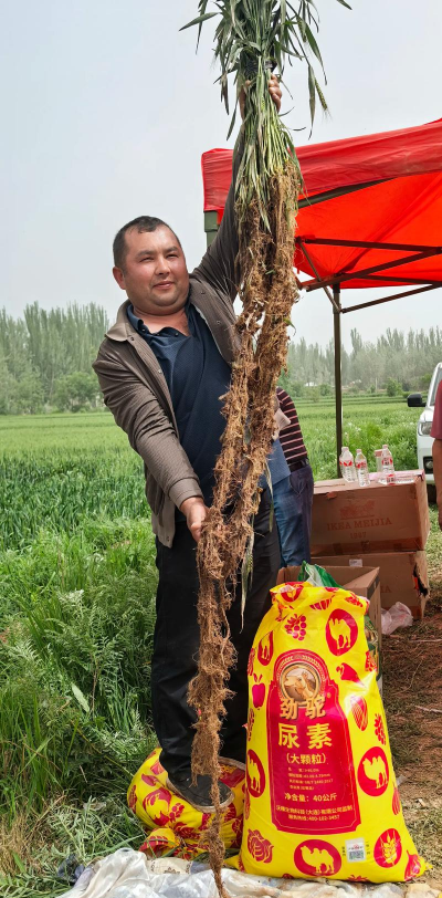 什么植物的根不长在土里 什么植物的根不长在土里