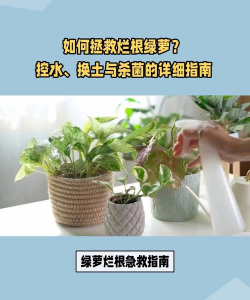 绿萝根部消毒用什么好 绿萝根部消毒用什么好