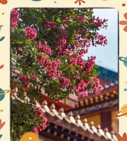 贵阳紫薇花有哪些 贵阳紫薇花有哪些