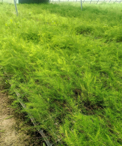 超级芦竹怎么种植 超级芦竹怎么种植