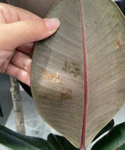 橡皮树容易生什么虫子 橡皮树容易生什么虫子