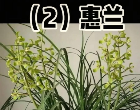 中国都多少种兰花 中国都多少种兰花