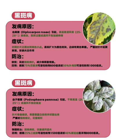 什么花不得病虫害 什么花不得病虫害