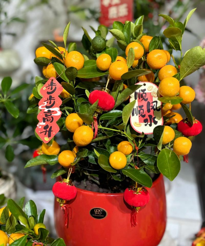 年宵花有哪些品种 年宵花有哪些品种