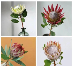 公主花花语和寓意是什么 公主花花语和寓意是什么