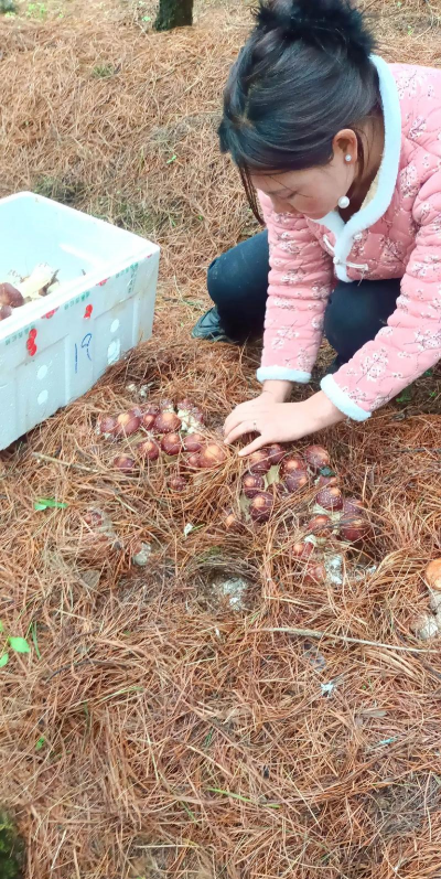 怎么种植红松茸 怎么种植红松茸