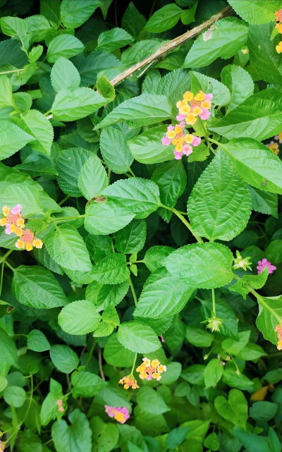 马缨丹是什么类植物 马缨丹是什么类植物