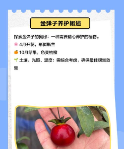 怎么种植金蛋子 怎么种植金蛋子