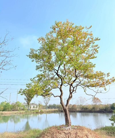 乌桕树怎么种植 乌桕树怎么种植