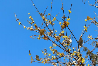冬天北京有哪些花 冬天北京有哪些花