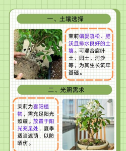丁香茉莉怎么种植 丁香茉莉怎么种植