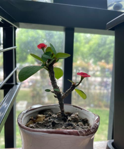 哈姆雷特怎么种植物 哈姆雷特怎么种植物