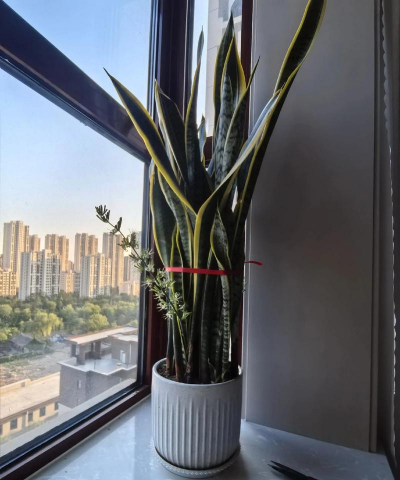 虎皮兰的花什么样 虎皮兰的花什么样