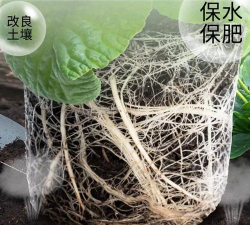 栽培金弹子需要什么土壤 栽培金弹子需要什么土壤