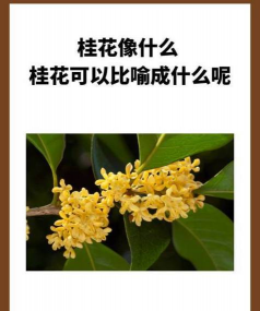 有哪些花像桂花 有哪些花像桂花