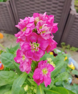 在北方冬季适合养什么花 在北方冬季适合养什么花