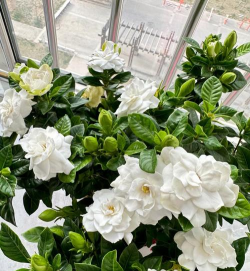 栀子花什么事开花 栀子花什么事开花