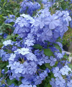 淡蓝的花有哪些 淡蓝的花有哪些