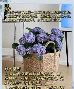 绣花球怎么种植 绣花球怎么种植