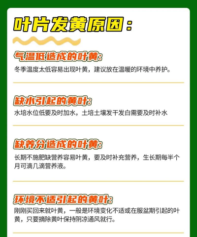 富贵竹用什么养一 富贵竹用什么养一