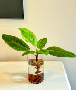 水培植物放什么生根快 水培植物放什么生根快