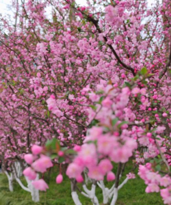 你们身边有哪些花 你们身边有哪些花