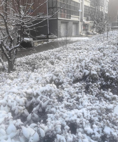 冬天阳台有哪些花 冬天阳台有哪些花