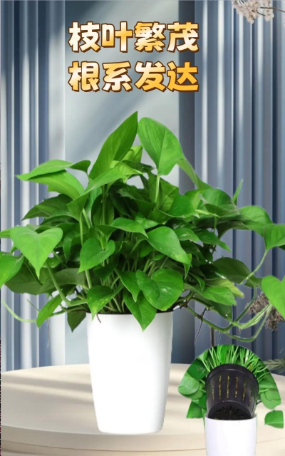 绿萝到底用什么盆好 绿萝到底用什么盆好