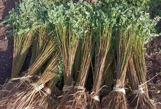 紫穗槐怎么种植好 紫穗槐怎么种植好