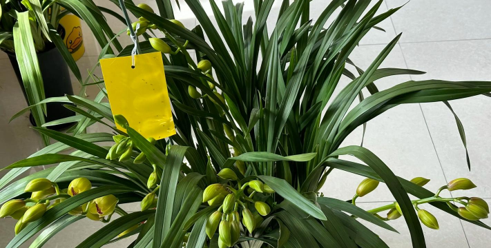 大花蕙兰要加什么肥 大花蕙兰要加什么肥