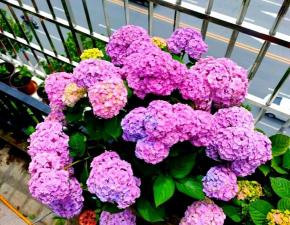 耐劳的花有哪些 耐劳的花有哪些