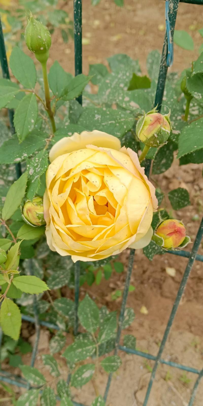 农村粉色花有哪些 农村粉色花有哪些