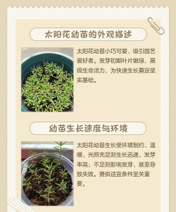 太阳花幼苗为什么会死 太阳花幼苗为什么会死