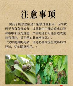 黄药子怎么种植方法 黄药子怎么种植方法