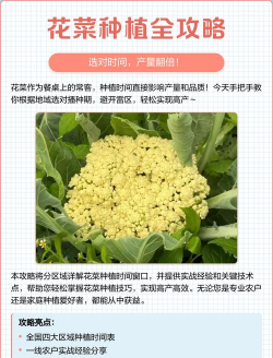 花菜适合怎么种植 花菜适合怎么种植