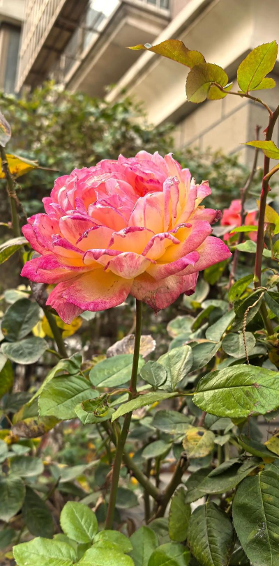 什么东西到秋天开花 什么东西到秋天开花