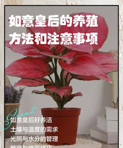 如意皇后的养殖用什么土 如意皇后的养殖用什么土