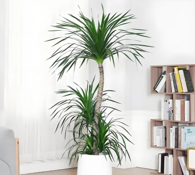 龙须树为什么泡不出根 龙须树为什么泡不出根