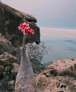 硬核的花有哪些 硬核的花有哪些