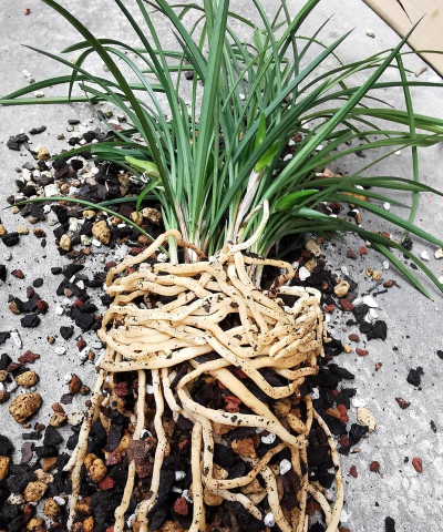 兰花为什么生出好多根 兰花为什么生出好多根