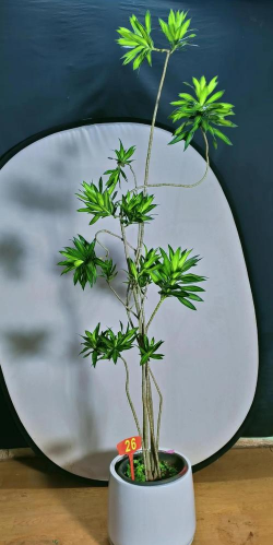 怎么种植室内竹花 怎么种植室内竹花