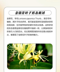 哪些花的叶子有哪些特点 哪些花的叶子有哪些特点