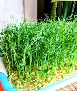 室内豌豆怎么种植 室内豌豆怎么种植