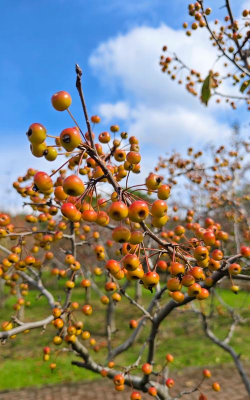 秋天有哪些花有哪些果子成熟了 秋天有哪些花有哪些果子成熟了