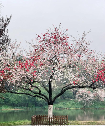 春天有哪些花和哪些树 春天有哪些花和哪些树
